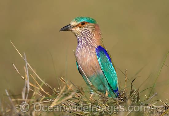 indian-roller-38t5180-06